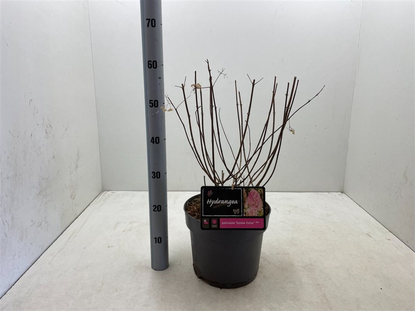 Hydrangea pan. 'Sundai Fraise' - C7,5